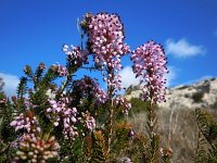 Erica multiflora 7, Saxifraga-Ed Stikvoort