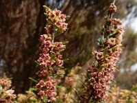 Erica scoparia 11, Bezemdophei, Saxifraga-Ed Stikvoort