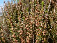 Erica scoparia 15, Bezemdophei, Saxifraga-Ed Stikvoort