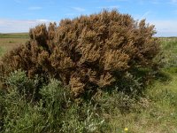 Erica scoparia 16, Bezemdophei, Saxifraga-Ed Stikvoort