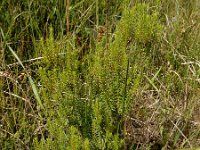 Erica scoparia 17, Bezemdophei, Saxifraga-Ed Stikvoort