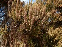 Erica scoparia 18, Bezemdophei, Saxifraga-Ed Stikvoort