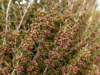 Erica scoparia 3, Bezemdophei, Saxifraga-Ed Stikvoort