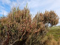 Erica scoparia 7, Bezemdophei, Saxifraga-Ed Stikvoort