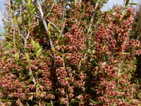 Erica scoparia 8, Bezemdophei, Saxifraga-Ed Stikvoort