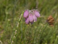 Erica tetralix 12, Gewone dophei, Saxifraga-Jan van der Straaten