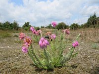 Erica tetralix 15, Gewone dophei, Saxifraga-Mark Zekhuis