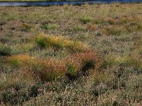 Erica tetralix 17, Gewone dophei, Saxifraga-Hans Boll