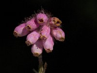 Erica tetralix 3, Gewone dophei, Saxifraga-Jan van der Straaten