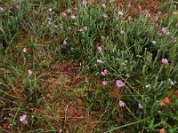 Erica tetralix 31, Gewone dophei, Saxifraga-Hans Boll