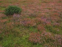 Erica tetralix 42, Gewone dophei, Saxifraga-Hans Boll