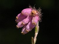 Erica tetralix 5, Gewone dophei, Saxifraga-Jan van der Straaten