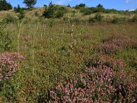 Erica tetralix 53, Gewone dophei, Saxifraga-Hans Boll