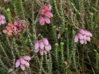 Erica tetralix 6, Gewone dophei, Saxifraga-Hans Dekker