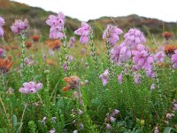 Erica tetralix 61, Gewone dophei, Saxifraga-Ed Stikvoort