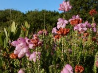 Erica tetralix 62, Gewone dophei, Saxifraga-Ed Stikvoort