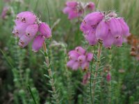 Erica tetralix 65, Gewone dophei, Saxifraga-Ed Stikvoort