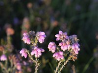 Cross-leaved heath (Erica tetralix), flowers  Cross-leaved heath (Erica tetralix), flowers : beauty in nature, Cross-leaved heath, erica, Erica tetralix, flora, floral, flower, flowers, heath, natural, nature, plant, summer, summertime, vascular plant