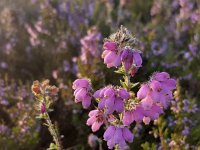 Cross-leaved heath (Erica tetralix), flowers  Cross-leaved heath (Erica tetralix), flowers : beauty in nature, Cross-leaved heath, erica, Erica tetralix, flora, floral, flower, flowers, heath, natural, nature, plant, summer, summertime, vascular plant