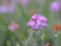 Erica tetralix 71, Gewone dophei, Saxifraga-Luuk Vermeer