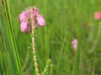 Erica tetralix 9, Gewone dophei, Saxifraga-Harry van Oosterhout