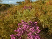 Erica umbellata 10, Saxifraga-Ed Stikvoort