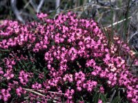 Erica umbellata 2, Saxifraga-Jan van der Straaten