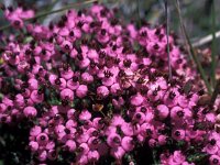 Erica umbellata 3, Saxifraga-Jan van der Straaten