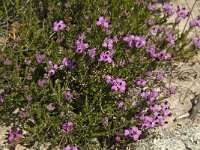 Erica umbellata 6, Saxifraga-Willem van Kruijsbergen