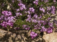 Erica umbellata 7, Saxifraga-Willem van Kruijsbergen