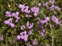 Erica umbellata 8, Saxifraga-Willem van Kruijsbergen