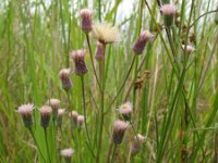 Erigeron acer 2, Scherpe fijnstraal, Saxifraga-Rutger Barendse