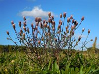 Erigeron acer 20, Scherpe fijnstraal, Saxifraga-Ed Stikvoort