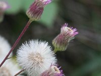 Erigeron acer 45, Scherpe fijnstraal, Saxifraga-Rutger Barendse