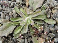 Erigeron acer 46, Scherpe fijnstraal, Saxifraga-Rutger Barendse