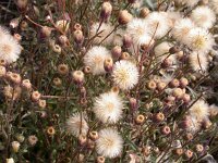 Erigeron acer 5, Scherpe fijnstraal, Saxifraga-Peter Meininger