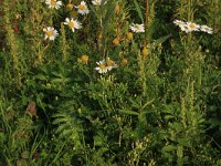 Erigeron acer 52, Scherpe fijnstraal, Saxifraga-Hans Boll