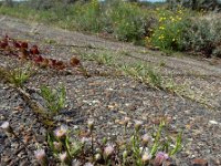 Erigeron acer 57, Scherpe fijnstraal, Saxifraga-Ed Stikvoort