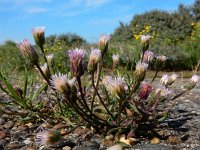 Erigeron acer 58, Scherpe fijnstraal, Saxifraga-Ed Stikvoort