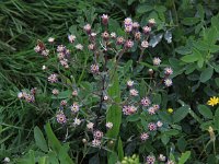 Erigeron acer 8, Scherpe fijnstraal, Saxifraga-Peter Meininger