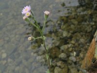 Erigeron acer 9, Scherpe fijnstraal, Saxifraga-Rutger Barendse