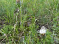 Erigeron acer ssp serotinus 22, Saxifraga-Rutger Barendse