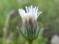 Erigeron acer ssp serotinus 25, Saxifraga-Rutger Barendse