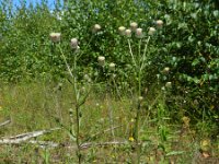 Erigeron acer ssp serotinus 30, Saxifraga-Rutger Barendse