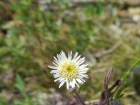 Erigeron acer ssp serotinus 41, Saxifraga-Rutger Barendse