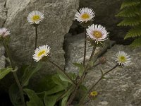 Erigeron alpinus 5, Saxifraga-Willem van Kruijsbergen