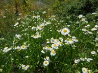 Erigeron annuus 13, Zomerfijnstraal, Saxifraga-Ed Stikvoort