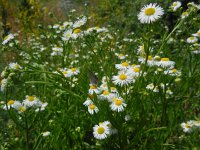 Erigeron annuus 14, Zomerfijnstraal, Saxifraga-Ed Stikvoort