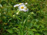 Erigeron annuus 16, Zomerfijnstraal, Saxifraga-Ed Stikvoort