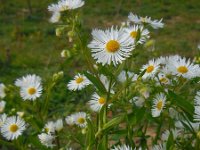 Erigeron annuus 17, Zomerfijnstraal, Saxifraga-Ed Stikvoort